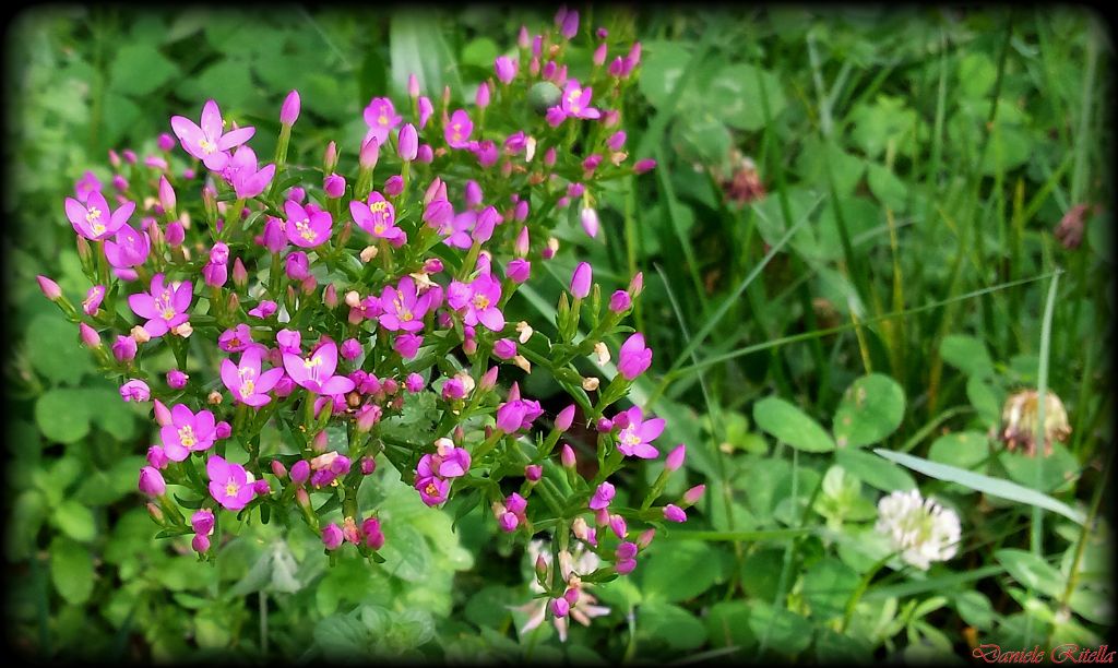 Centaurium cfr. erythraea